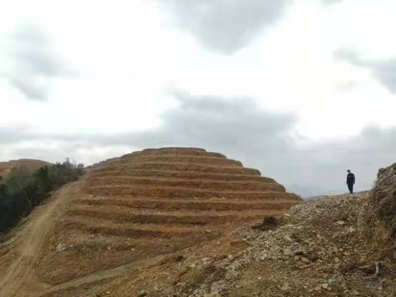 罗甸山桐子示范基地 (1).jpg