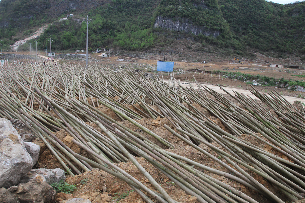 砧木假植.jpg
